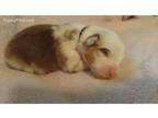 Australian Shepherd Puppy for sale in Paxton, MA, USA