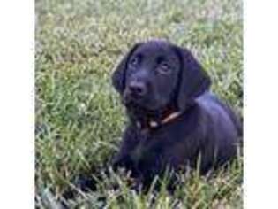 Labrador Retriever Puppy for sale in Amoret, MO, USA