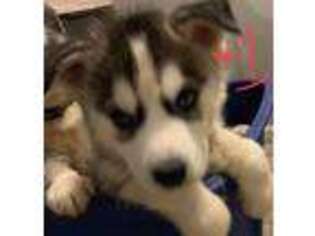 Siberian Husky Puppy for sale in Merrillville, IN, USA