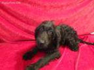 Goldendoodle Puppy for sale in Hilbert, WI, USA