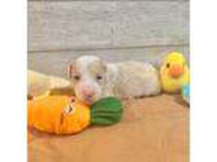 Mutt Puppy for sale in Allen, TX, USA