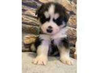 Siberian Husky Puppy for sale in Coopersburg, PA, USA