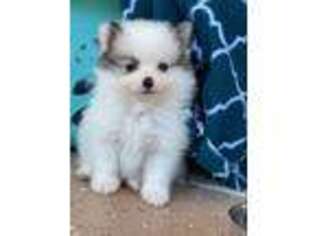 Pomeranian Puppy for sale in New Port Richey, FL, USA