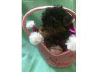 Yorkshire Terrier Puppy for sale in Glasgow, KY, USA