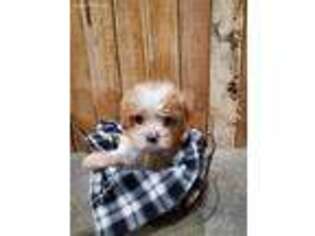 Cavapoo Puppy for sale in Petersburg, TN, USA