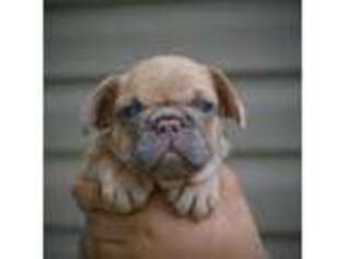 French Bulldog Puppy for sale in Bryan, TX, USA