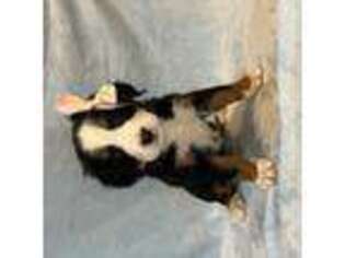 Bernese Mountain Dog Puppy for sale in Seneca, SC, USA