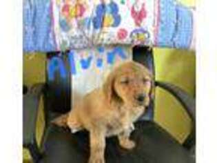 Golden Retriever Puppy for sale in Mount Pleasant, MI, USA