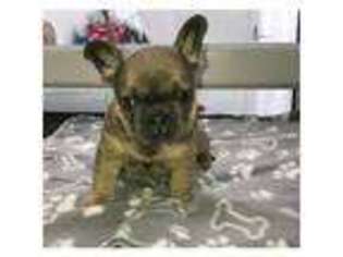 French Bulldog Puppy for sale in Llantilio Pertholey, Gwent (Wales), United Kingdom