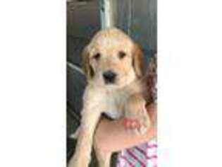Labradoodle Puppy for sale in Plain City, OH, USA