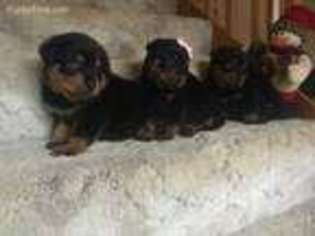 Rottweiler Puppy for sale in West Union, WV, USA