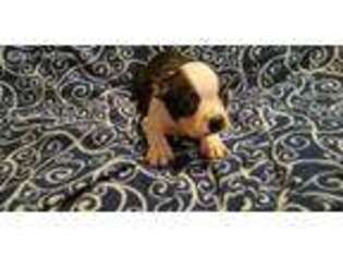 Boston Terrier Puppy for sale in Branford, FL, USA