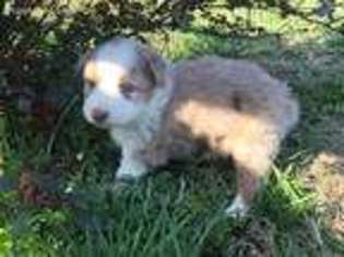 Australian Shepherd Puppy for sale in Pittsboro, NC, USA