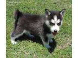 Siberian Husky Puppy for sale in Big Cabin, OK, USA
