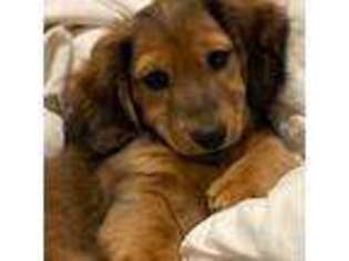 Dachshund Puppy for sale in Lanexa, VA, USA