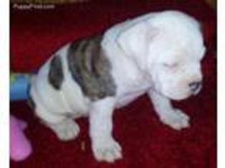 Valley Bulldog Puppy for sale in Vilonia, AR, USA