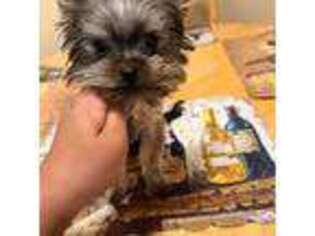 Yorkshire Terrier Puppy for sale in Glendale, CA, USA