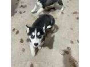 Siberian Husky Puppy for sale in Columbia Falls, MT, USA