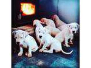 Dogo Argentino Puppy for sale in COTOPAXI, CO, USA