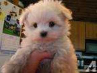 Maltese Puppy for sale in GRAND RAPIDS, MI, USA