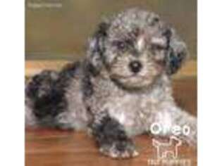 Mutt Puppy for sale in King Of Prussia, PA, USA