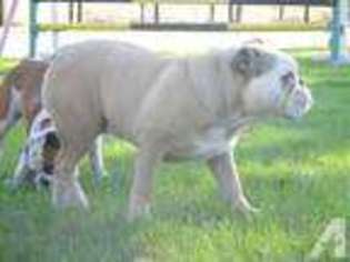 Bulldog Puppy for sale in MORRISTON, FL, USA