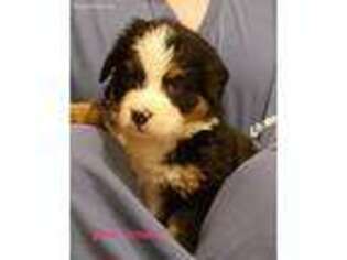 Bernese Mountain Dog Puppy for sale in Athens, AL, USA