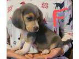 Beagle Puppy for sale in Lagrange, IN, USA