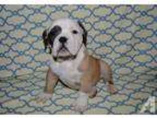 Bulldog Puppy for sale in BARRE, MA, USA