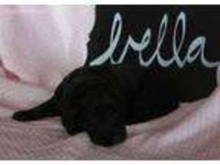 Labradoodle Puppy for sale in Waynesboro, VA, USA