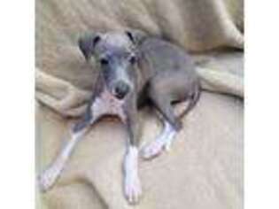 Italian Greyhound Puppy for sale in Newtown Square, PA, USA