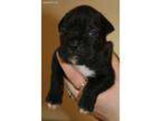 Boxer Puppy for sale in Wolf Creek, OR, USA