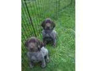 German Shorthaired Pointer Puppy for sale in Tully, NY, USA