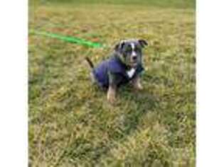 Mutt Puppy for sale in North Ridgeville, OH, USA