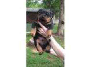 Rottweiler Puppy for sale in Anderson, SC, USA