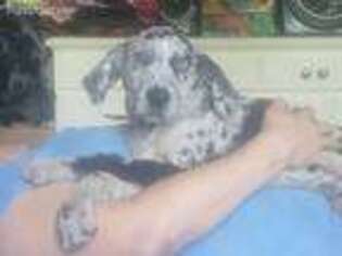 Catahoula Leopard Dog Puppy for sale in Bethel Springs, TN, USA