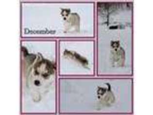 Medium Photo #1 Siberian Husky Puppy For Sale in Brookfield, VT, USA