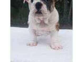 Bulldog Puppy for sale in Laurens, SC, USA