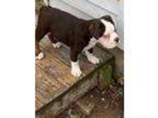 Olde English Bulldogge Puppy for sale in New Haven, CT, USA