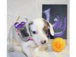 Dachshund Puppy for sale in Clanton, AL, USA