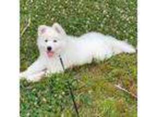 Samoyed Puppy for sale in Acton, MA, USA