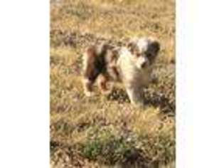 Australian Shepherd Puppy for sale in Roundup, MT, USA