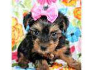 Yorkshire Terrier Puppy for sale in Paris, TX, USA