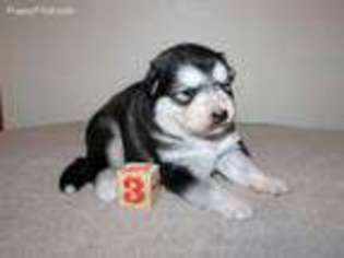 Alaskan Malamute Puppy for sale in Liberal, MO, USA