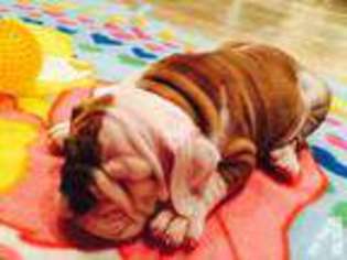 Bulldog Puppy for sale in GLENDALE, AZ, USA