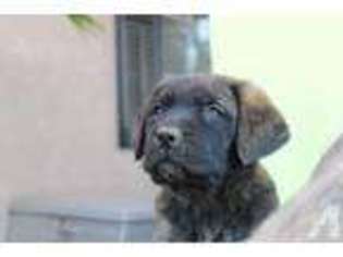 Mastiff Puppy for sale in RIVERSIDE, CA, USA