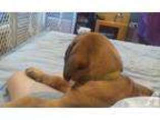 Mastiff Puppy for sale in BEAVER FALLS, PA, USA