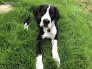 Great Dane Puppy for sale in Flower Mound, TX, USA