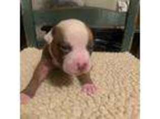 American Bulldog Puppy for sale in Chesapeake, VA, USA