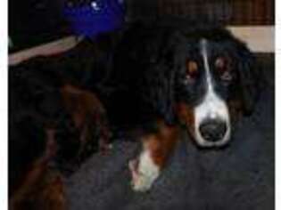 Bernese Mountain Dog Puppy for sale in Colcord, OK, USA
